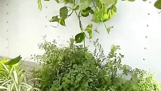 Fiery Chloe's chick dirt