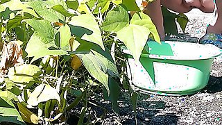 Beans harvest