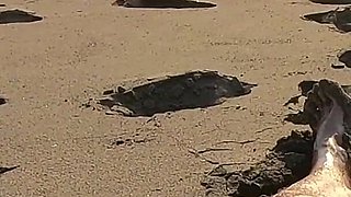 Beach Handjob: Beauty in Bikini Makes Him Get a Huge Cumshot at the Beach