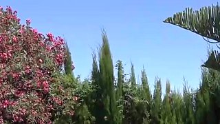 Brunette babe and blonde milf suck hard wang outdoors
