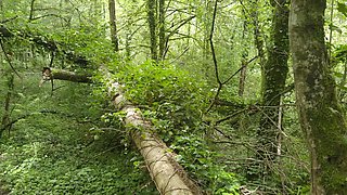 I Fuck a French MILF in the Forest While People Pass by