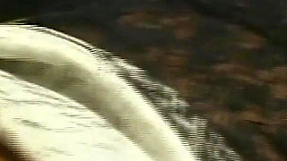 All to Take the Cock.