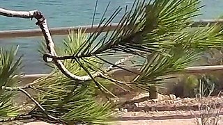 Dick Flash - I Pull Out My Cock in Front of a French Girl... Beach Path and She Helps Me Cum in Mounth Caught!!!