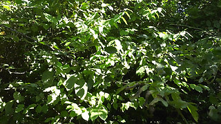 Amazing Blonde MILF Sucks Big French Cock 5200