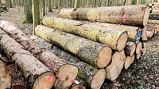 Pussy slapping mit dem Lineal im Wald