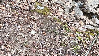 Daddy's Camping in the Woods and Princess Deepthroats Daddy's Big Fat Cock Swallows His Huge Load