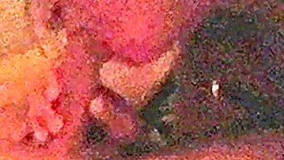 Hot Wife Caught Sucking Dick in the Dark
