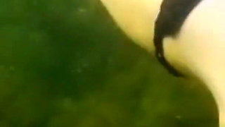 Swimming and Flashing in the Sea