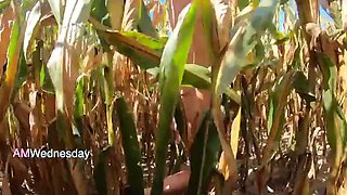Amwednesday - Corn Field