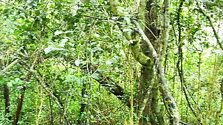 Untamed in the Treetops