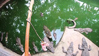 Crocodiles feeding and amateur Thai girlfriend ass spanking