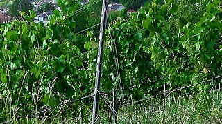 Skinny German Latina Teen Christy Ley Talk to Outdoor Fuck by Stranger