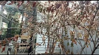 MargoAlisa as Alice Peeing Desperate 3 Times Outdoor - Amateur Redhead Teen Solo Pissing