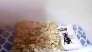 Aussie Arab Pussy on Webcam