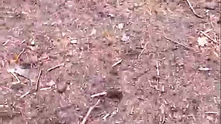 Just a Bit of Woodlands Fucking & Sucking