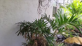 Stepmom Fucks Stepson on Wedding Day - Annabelle Rogers Big Natural Tits Taboo Creampie