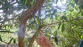 18 YEAR OLD INNOCENT STUDENT PICKING MANGO WAS CAUGHT BY STRANGERS FARMERS