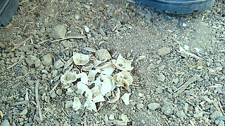 Jerk off and Cum After Empty Shells Are Crushed by Boots