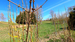 Outdoor Kink with Golden Shower