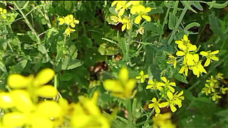 Hot Desi Boudi Homemade   Hardcore Bangla Boudi Devar Sex With Loud Moans And Cumshot