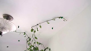 Destination Kats Funny Indoor Plant Haul