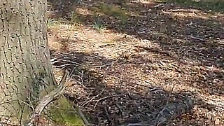 Fucked at the Edge of the Forest