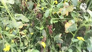 Brother-in-Law Fucks New Sister-in-Law Hard in Mustard Field - Outdoor Anal Sex with Indian Bhabhi