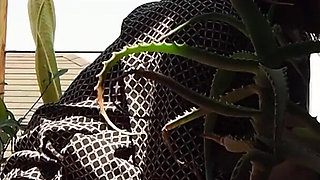 I Pee in the Potted Plant Again