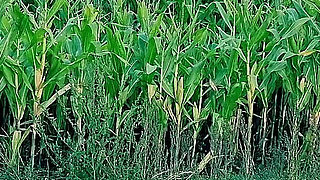 Nun Kylie's Fun in the Corn