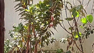 Amateur Blonde Wife Enjoys Footjob