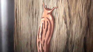 Shameless Subtle Body_24071901p0
