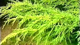 Widows in a Sex Frenzy 1991