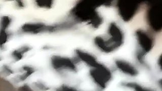 Amateur Foot Fetish Girlfriend Sucks and gives a Footjob