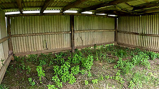 Titslapping Session in the Cowshed